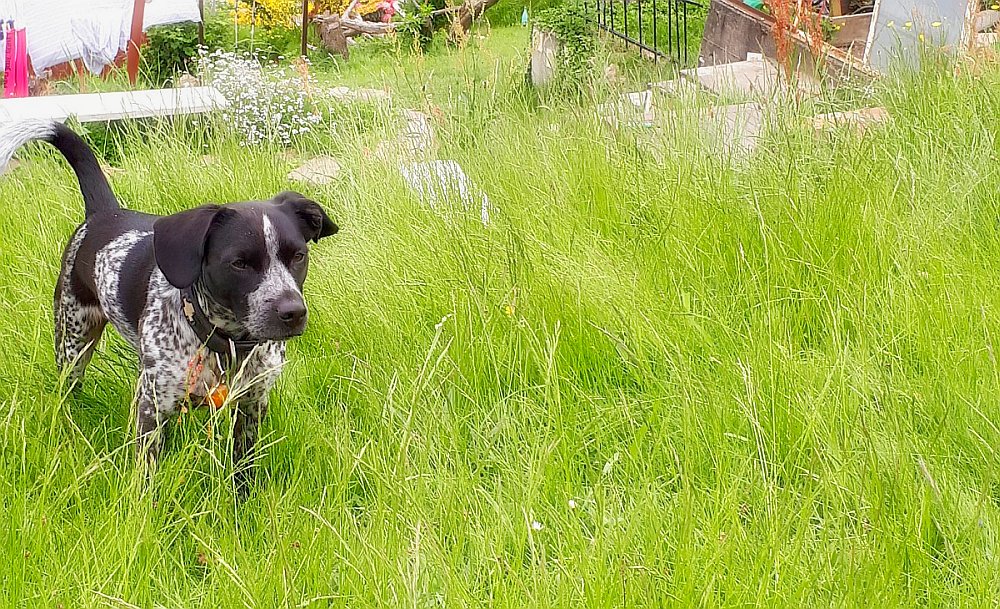 Ferienhaus und Ferienwohung für Hunde Sächsische Schweiz